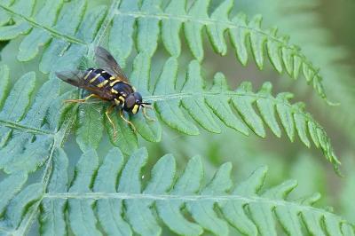<i>Chrysotoxum festivum</i>