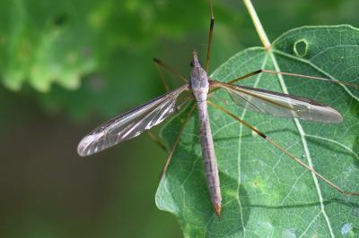 Tipula paludosa