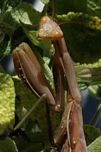 Mante religieuse
