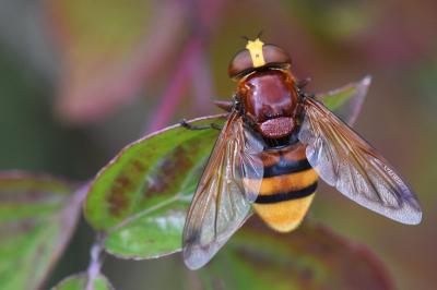 <i>Volucella zonaria</i>