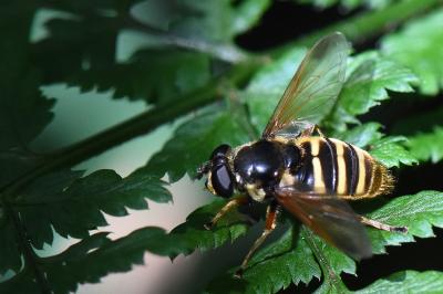 <i>Sericomyia silentis</i>