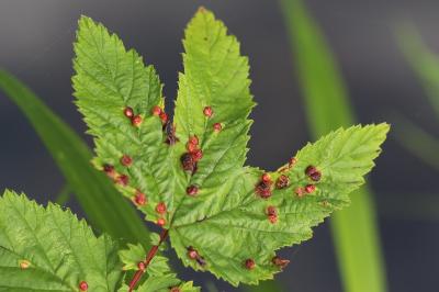 <i>Dasineura ulmaria</i>