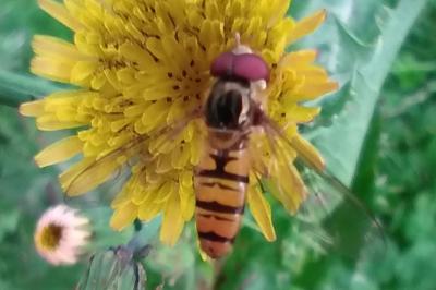 <i>Episyrphus balteatus</i>