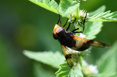 <i>Volucella pellucens</i>