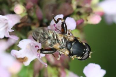 <i>Syritta pipiens</i>