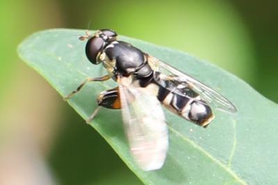 <i>Syritta pipiens</i>