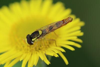 <i>Sphaerophoria scripta</i>