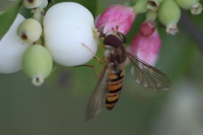 <i>Episyrphus balteatus</i>