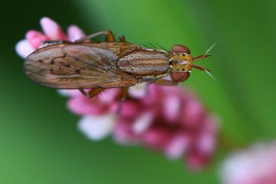 <i>Ilione albiseta</i>