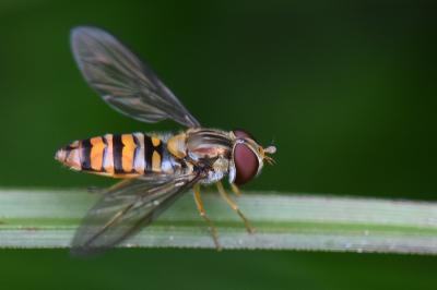 <i>Episyrphus balteatus</i>