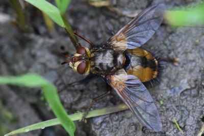 <i>Tachina fera</i>