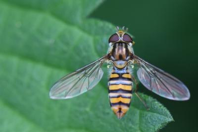 <i>Episyrphus balteatus</i>