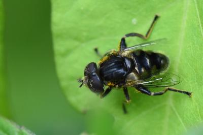<i>Eristalinus sepulchralis</i>