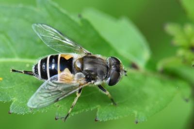 <i>Eristalis arbustorum</i>