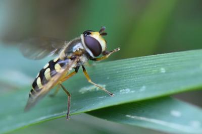 <i>Eupeodes corollae</i>