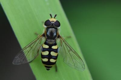 <i>Eupeodes corollae</i>