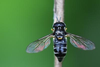 <i>Paragus pecchiolii</i>
