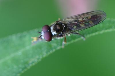 <i>Platycheirus scutatus</i>