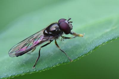 <i>Platycheirus scutatus</i>