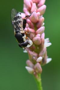 <i>Syritta pipiens</i>