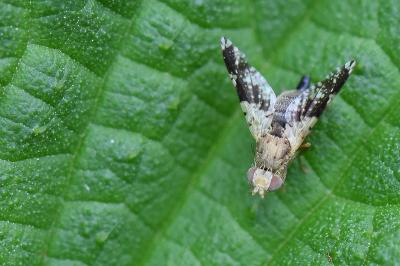 <i>Tephritis formosa</i>