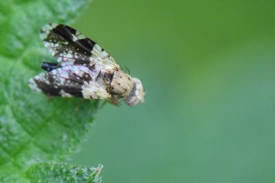 <i>Tephritis formosa</i>