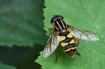 <i>Helophilus pendulus</i>