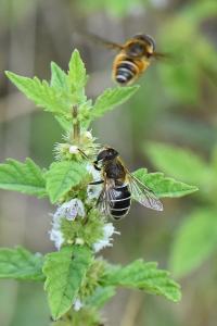 <i>Eristalis nemorum</i>