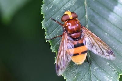 <i>Volucella zonaria</i>