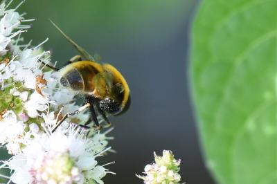 <i>Eristalis intricaria</i>