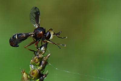 <i>Physocephala vittata</i>