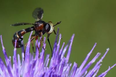 <i>Physocephala vittata</i>