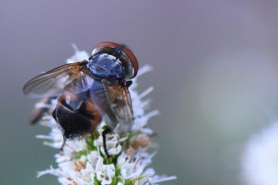 <i>Phasia aurigera</i>