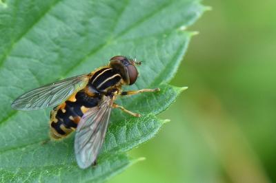 <i>Eurimyia lineata</i>