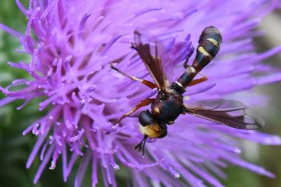 <i>Physocephala vittata</i>
