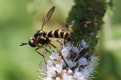 <i>Conops scutellatus</i>