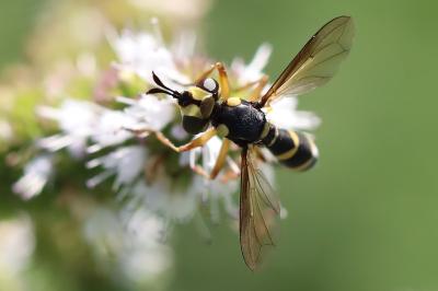 <i>Conops scutellatus</i>