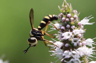 Conops scutellatus