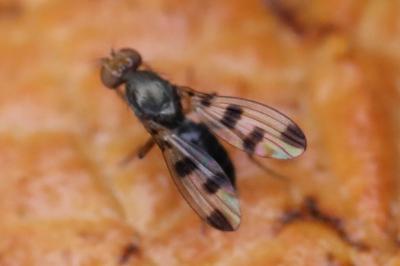 <i>Geomyza tripunctata</i>