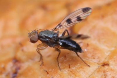 <i>Geomyza tripunctata</i>