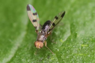 <i>Geomyza tripunctata</i>