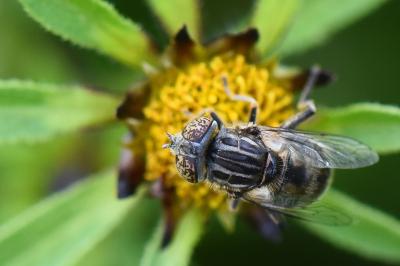 <i>Eristalinus aeneus</i>