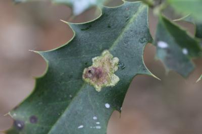 <i>Phytomyza ilicis</i>