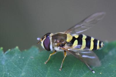 <i>Syrphus vitripennis</i>