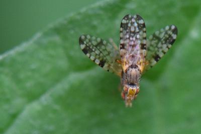 <i>Campiglossa bidentis</i>
