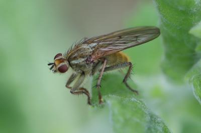 <i>Scathophaga stercoraria</i>