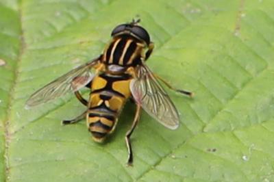 <i>Helophilus pendulus</i>