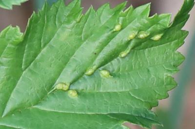 <i>Dasineura ulmaria</i>