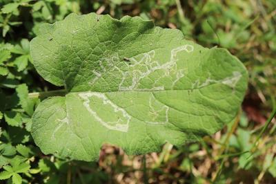 <i>Phytomyza lappae</i>