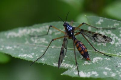 <i>Ptychoptera contaminata</i>